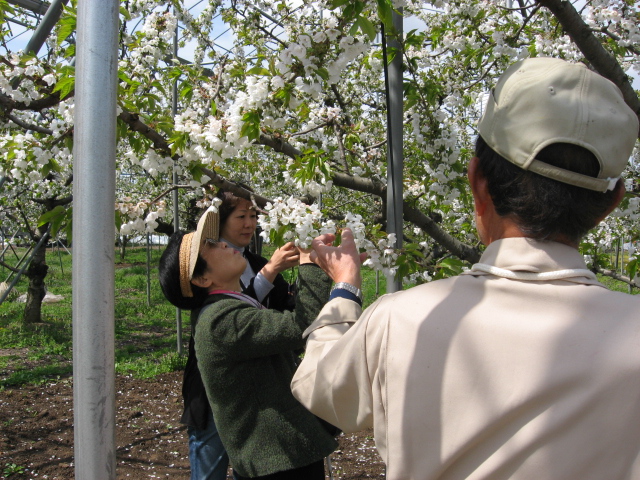 春爛漫　山形への旅